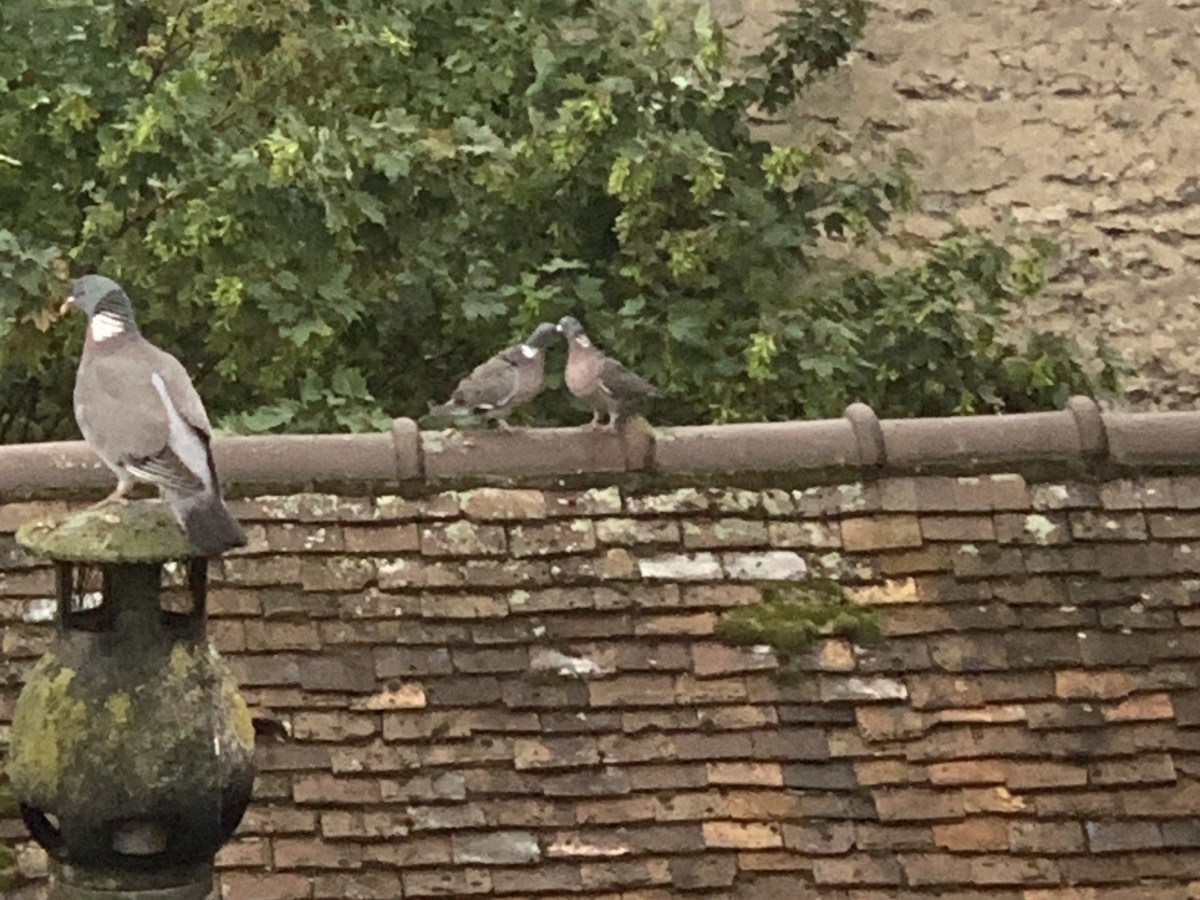 Pigeons of Fontainebleau