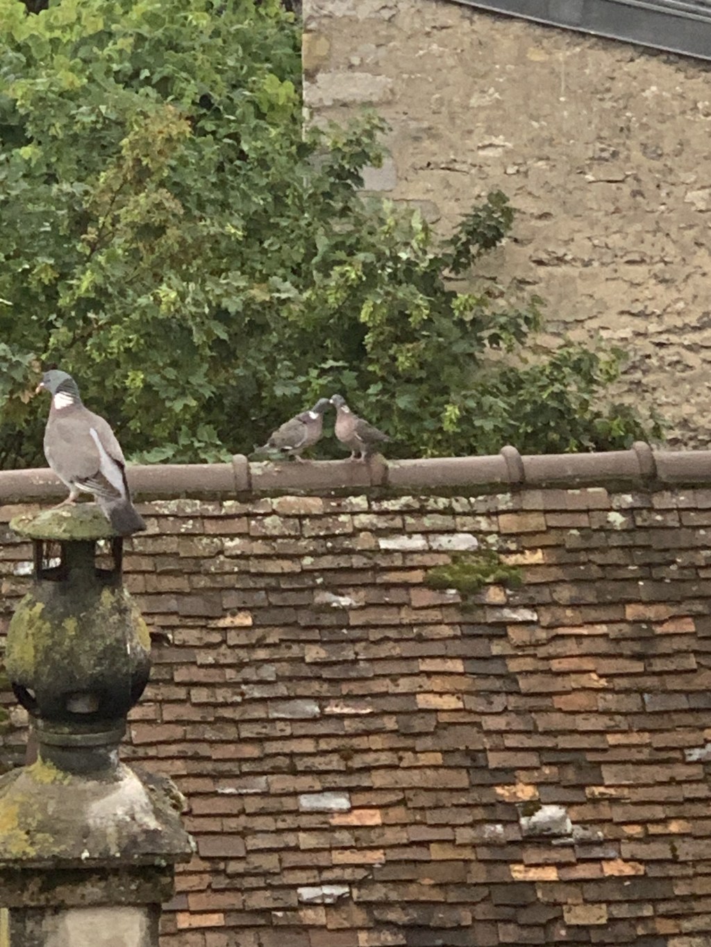 Pigeons of Fontainebleau